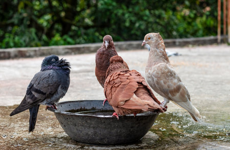 A group of domestic pigeons bathing in a bowl of water on the rooftopの写真素材