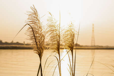 A row of three catkin flowers near the river in the village under the evening bright sunlightの写真素材