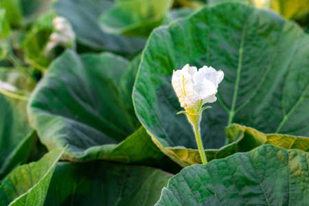 White bottle gourd blooming flower with green leaves inside of an agricultural farm