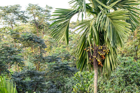 Organic fresh betel nuts growing on the tree in the forestの写真素材