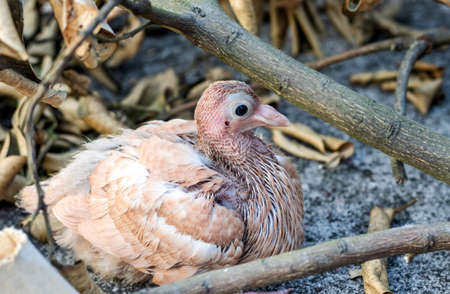A domestic baby pigeon sitting under the dead tree branch close up viewの写真素材