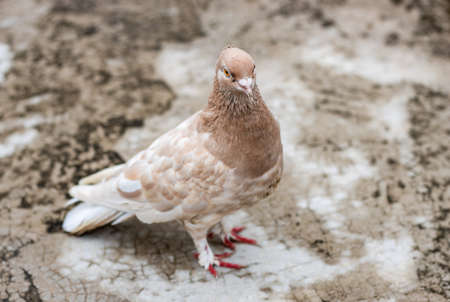 Brown color female domestic pigeon standing on the rooftop close up shotの写真素材