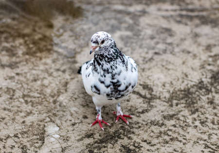 Domestic female pigeon standing alone on the wet rooftop after the rain close up top viewの写真素材