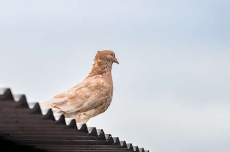 Beautiful brown domestic pigeon standing alone on the wavy aluminum sheet under the cloudy skyの写真素材