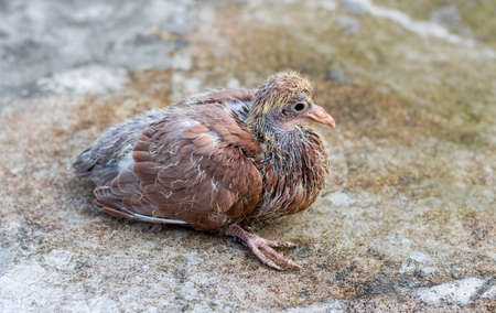 Beautiful red pigeon chick on the concrete floor close up