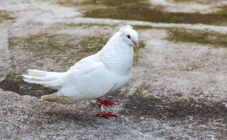 A white domestic pigeon walking on the concrete floor in the eveningの写真素材