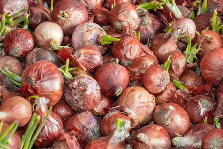 A pile of organic fresh onion with growing buds in the market close up