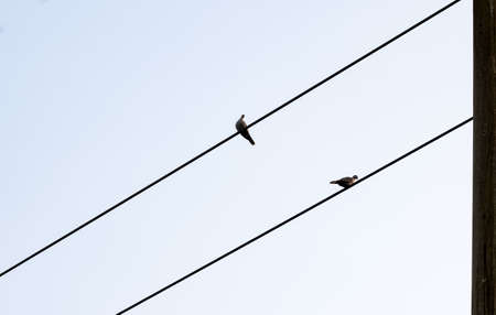 Beautiful two birds sitting on the electric wire in the evening