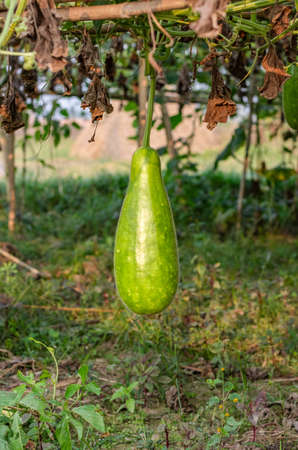 Fresh organic calabash or bottle gourd hanging on a bamboo loft inside of an agricultural farmの写真素材