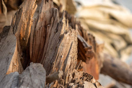 Chopped dry wood stump close up with selective focus