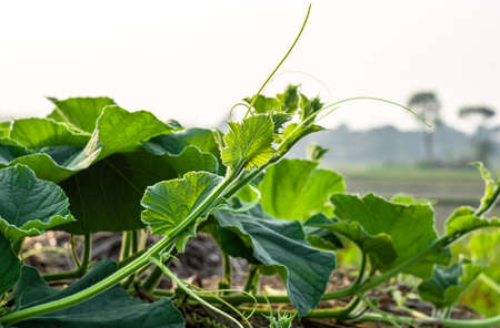 Organic fresh creeper of bottle gourd vegetable growing on a straw pile inside of an agricultural farmの写真素材