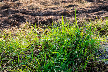 Growing fresh green grasses beside the burnt straw land close up shot