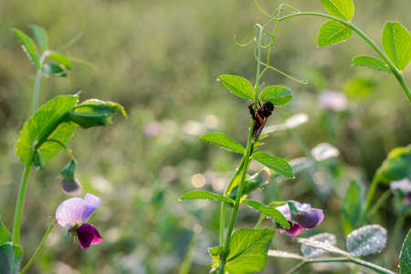A bee is resting on a branch of pea plant inside of an agricultural farm in the winter morningの写真素材
