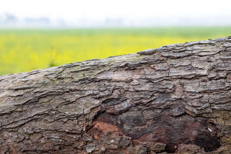 Sliced big wood stump close up shot with selective focusの写真素材