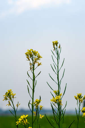 Mustard flower close up shot in the evening on agricultural field