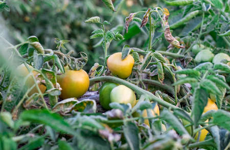 Fresh ripe tomatoes ready to harvest inside of the farmの写真素材