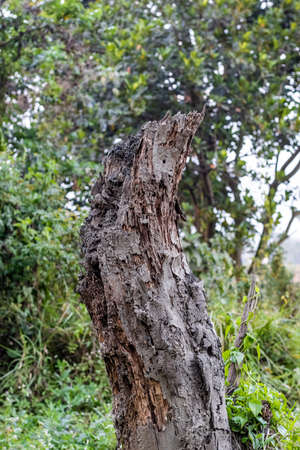 Old broken tree stump near the jungle close up shot