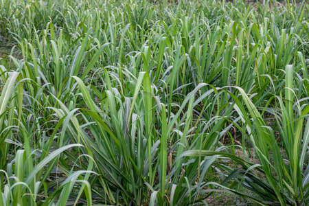 Sugarcane field with growing young plants close up shot