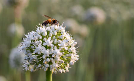 Selective focused white onion flower with a honey collecting bee on bokeh backgroundの写真素材