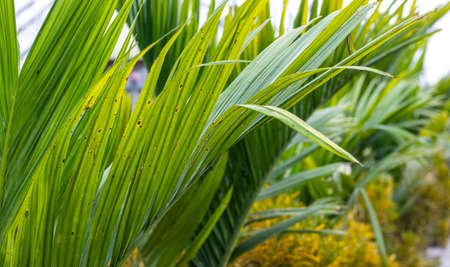 Close up shot of areca nut leaf inside of a botanical park