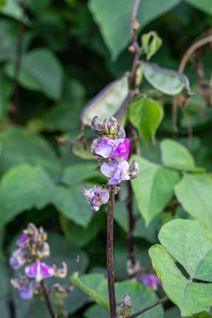 Close up shot of purple color common bean flower inside of an agricultural farm in the evening