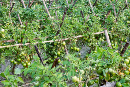 Raw tomato field with growing fresh organic tomatoes