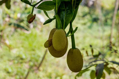 Close up shot of hanging young jackfruits on bright bokeh backgroundの写真素材