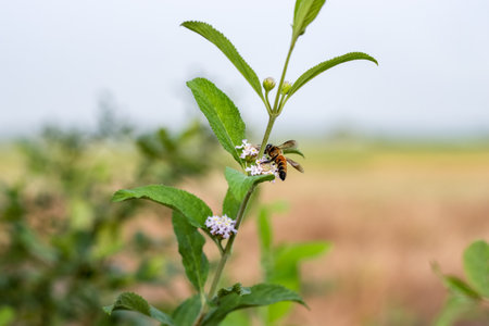 A bee is collecting honey from the wildflower close up shot with selective focus
