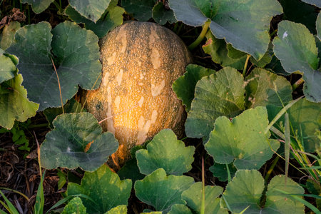 Organic ripe pumpkin on the ground with green leaves inside of an agricultural landの写真素材