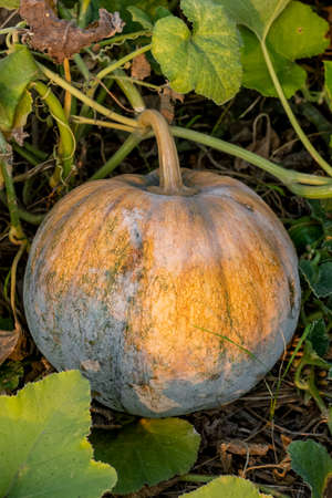 Ripe pumpkin with leaves on the ground inside of an agricultural field