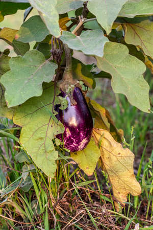 Delicious purple eggplant hanging on the tree inside of an agricultural farmの写真素材