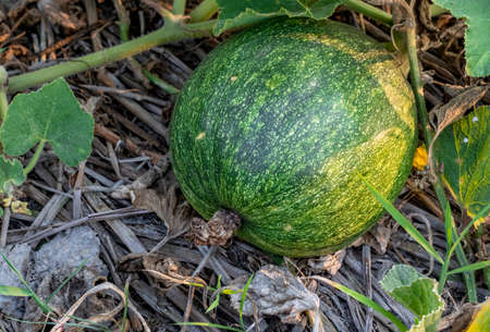 Fresh raw organic pumpkin close up shot on the agricultural fieldの写真素材