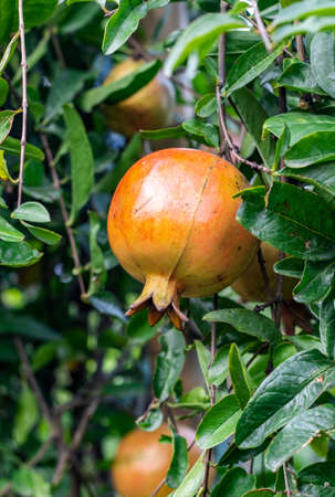 Fresh organic pomegranate fruit hanging in the garden close up