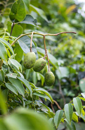 Young spondias mombin or hog plum fruit growing on the tree close upの写真素材