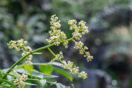 Hog plum flowers and buds on a branch close up with selective focusの写真素材