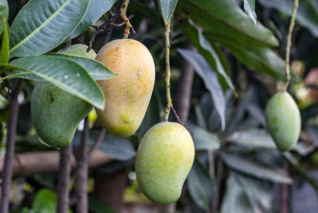 Fresh organic mangoes close up shot on the tree with copy spaceの写真素材