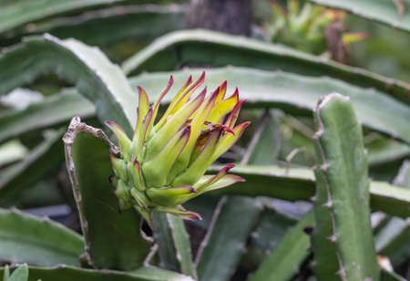 Selective focused young dragon fruit or pitaya on a branch close upの写真素材