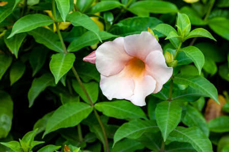 White common trumpet or allamanda cathartica flower close up with copy space