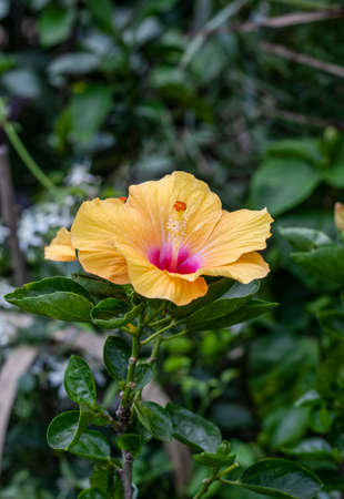 Multicolor hibiscus rosa sinensis or chinese rose flower close up in the gardenの写真素材