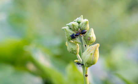 Close up shot of black ant on sponge gourd flower with copy spaceの写真素材