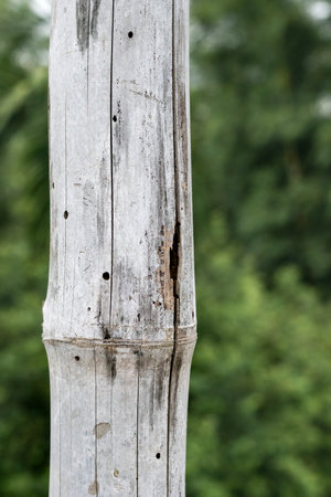 Selective focused old broken bamboo trunk close up in natureの写真素材