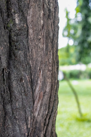 Tree trunk close up shot with selective focus inside of the forestの写真素材