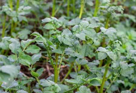 Growing potato plants in agricultural farm close upの写真素材