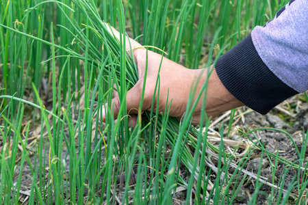 A farmer collecting young onion plants from seedbeds for replantationの写真素材