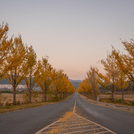 Countryside road with yellow autumn trees along the road in the eveningの写真素材