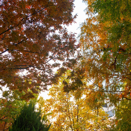 Colorful autumn leaves in the park. Colorful foliage background.の写真素材