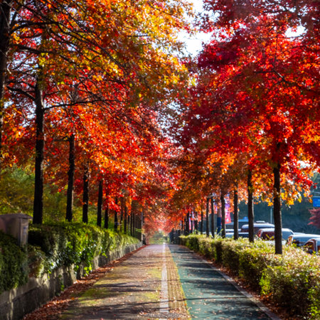 Colorful autumnal alley in the park with trees and leaves.の写真素材