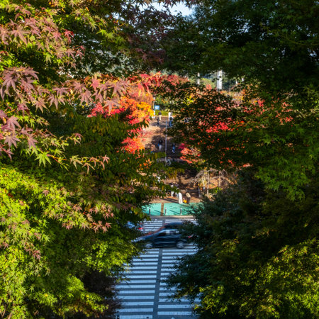 Autumn leaves of the maple trees in Kyoto, Japan. The city is famous for its natural beauty.の写真素材