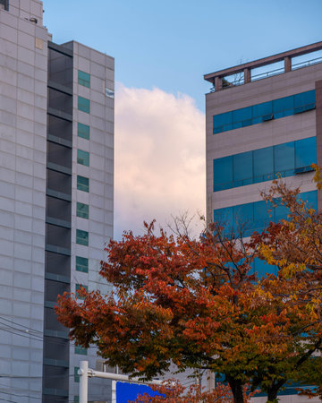 Autumn leaves and modern buildings in the city, Tokyo, Japanの写真素材