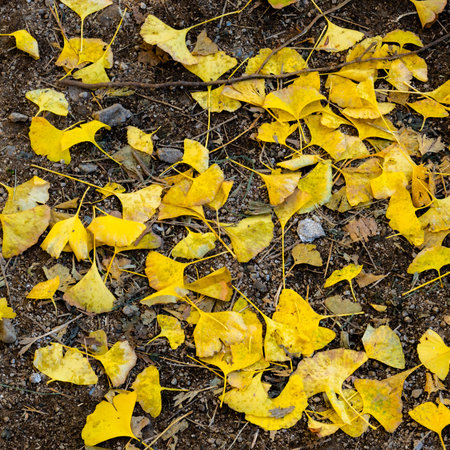 Fallen yellow leaves of Ginkgo biloba on the groundの写真素材